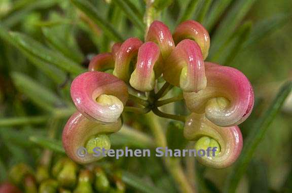 grevillea 1 graphic